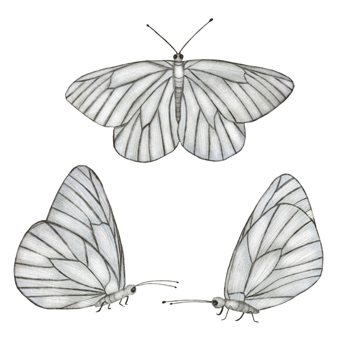 崔克蝴蝶为什么值三千万