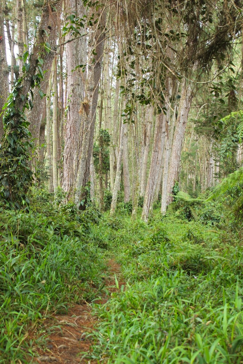 Forests期刊研究范围