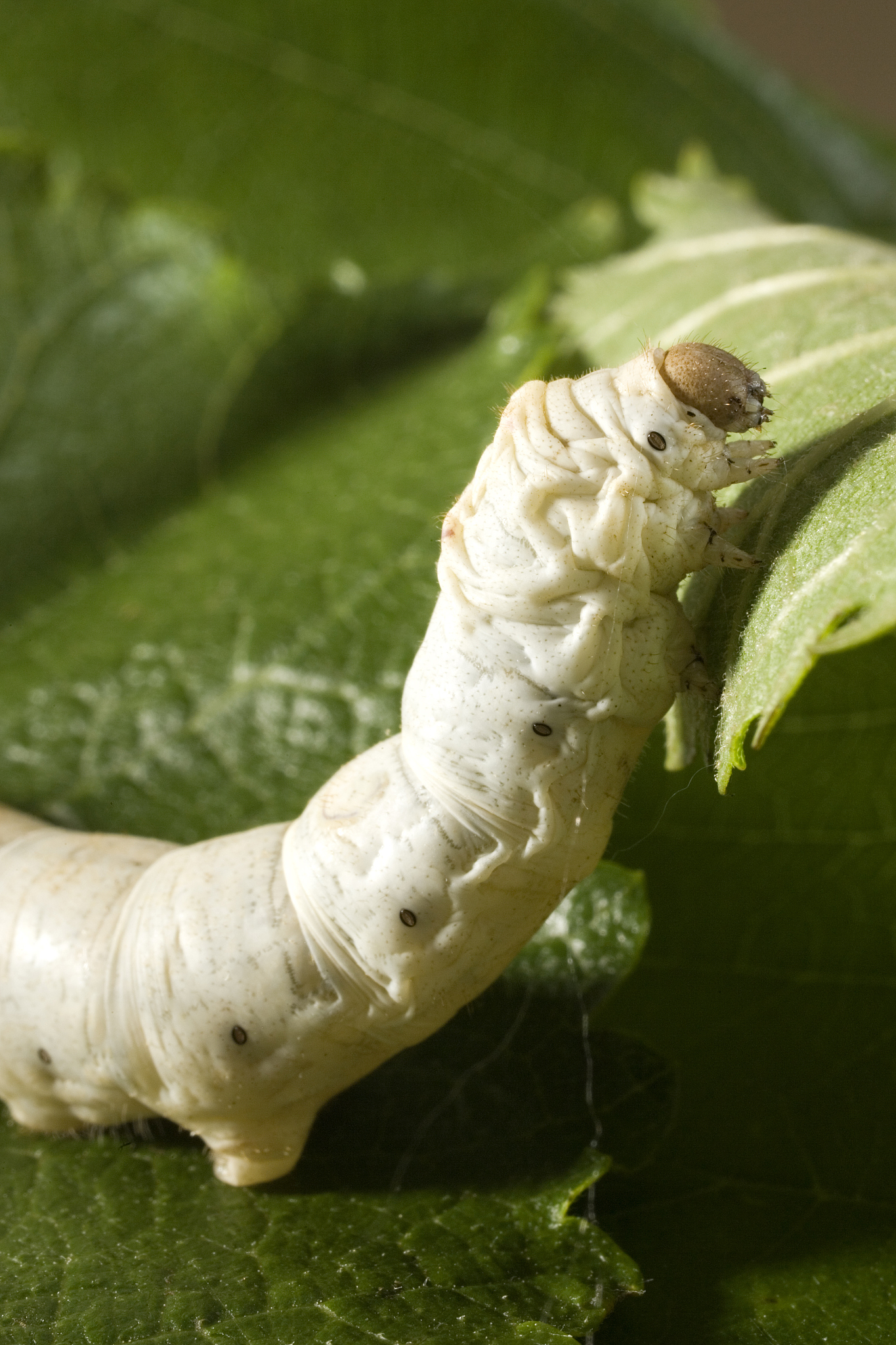 为什么蚕变成蛾子后不飞走