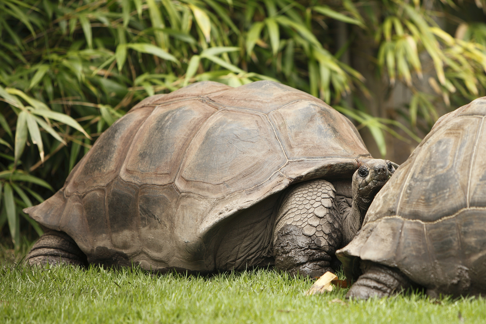 giant tortoise