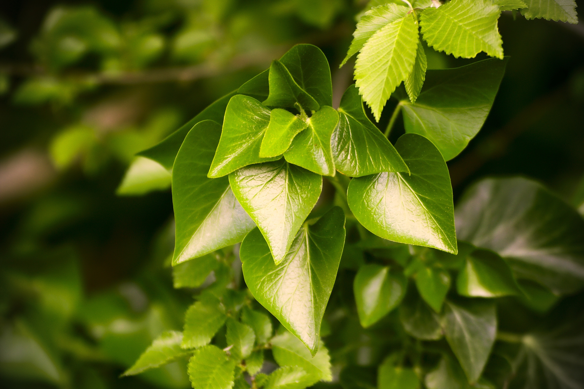 close-up of fresh green plant