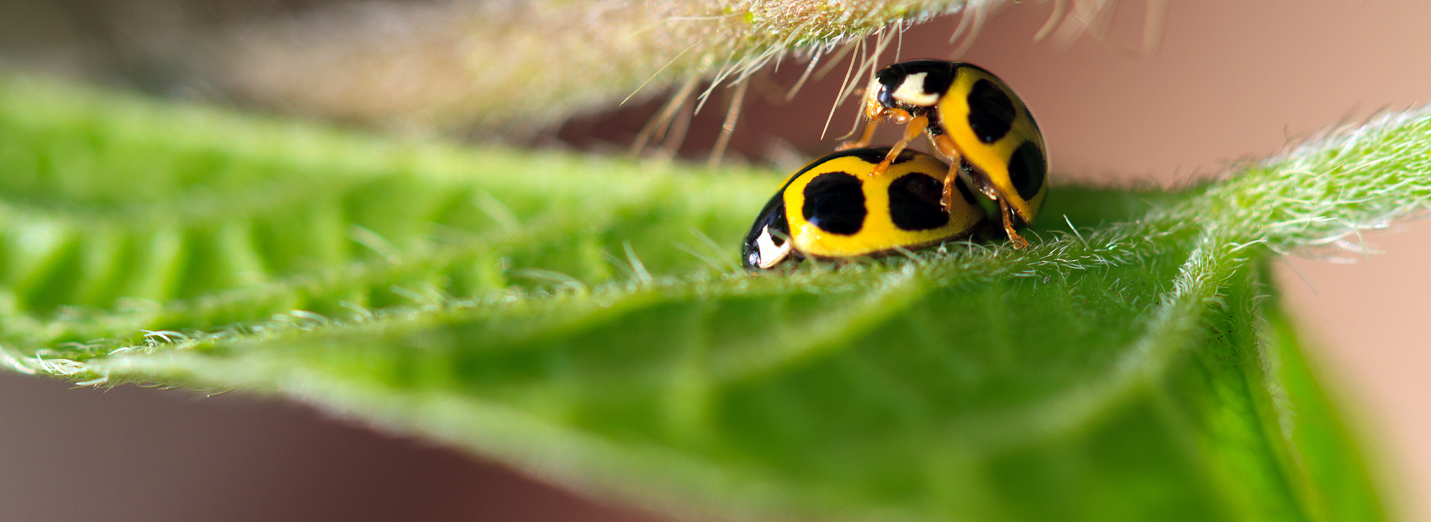 beetle
