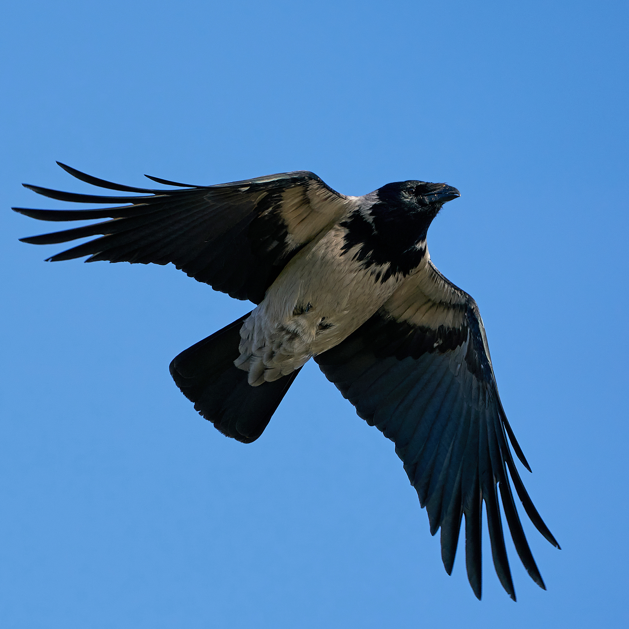 鸦飞不到山是什么意思_词语鸦飞不到山的意思