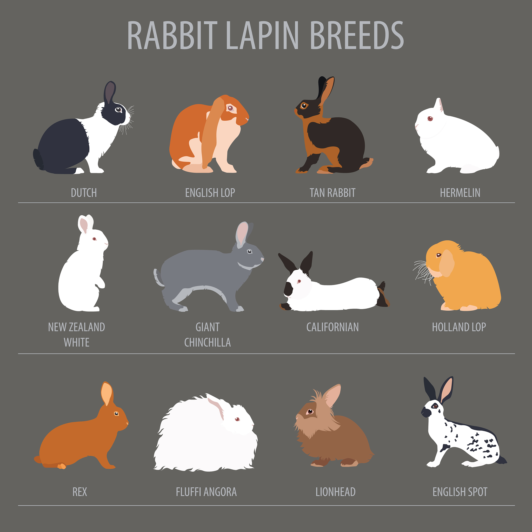 Animal Model Preparation for Medical Research - Rabbits and Rats