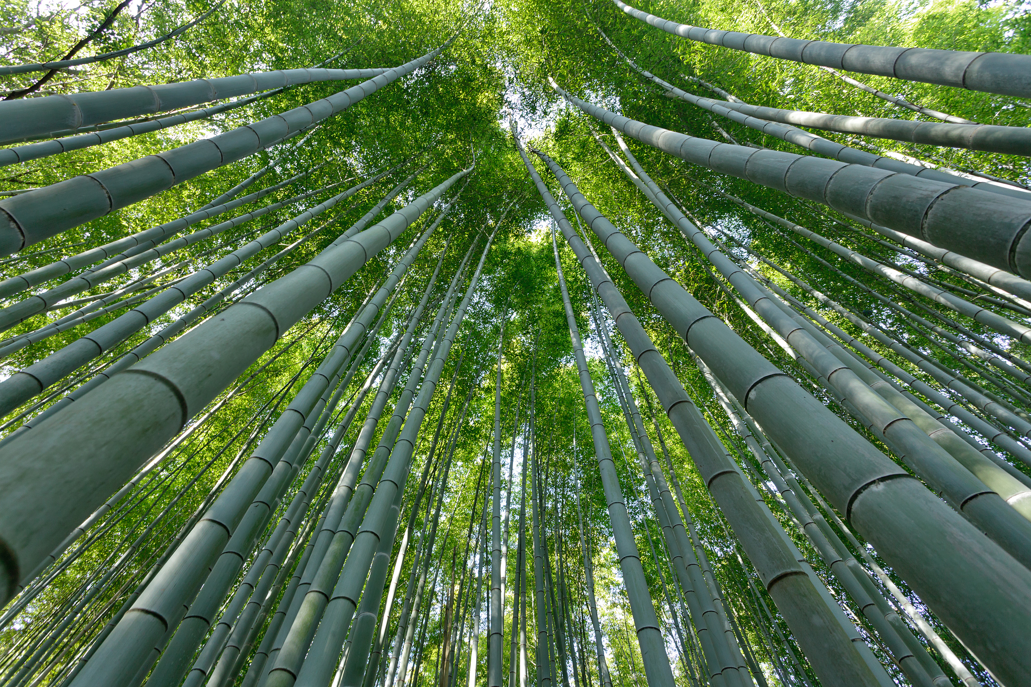 bamboo forest