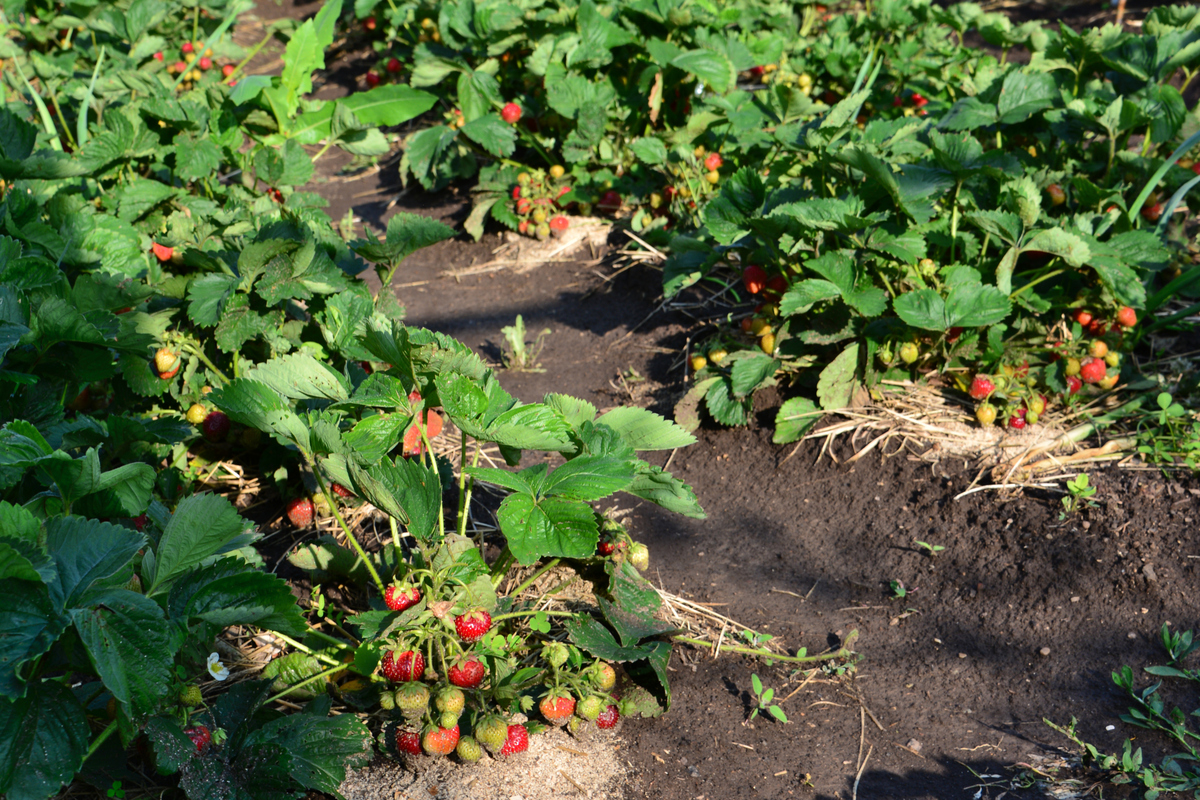 草莓长出的藤蔓怎么处理400字