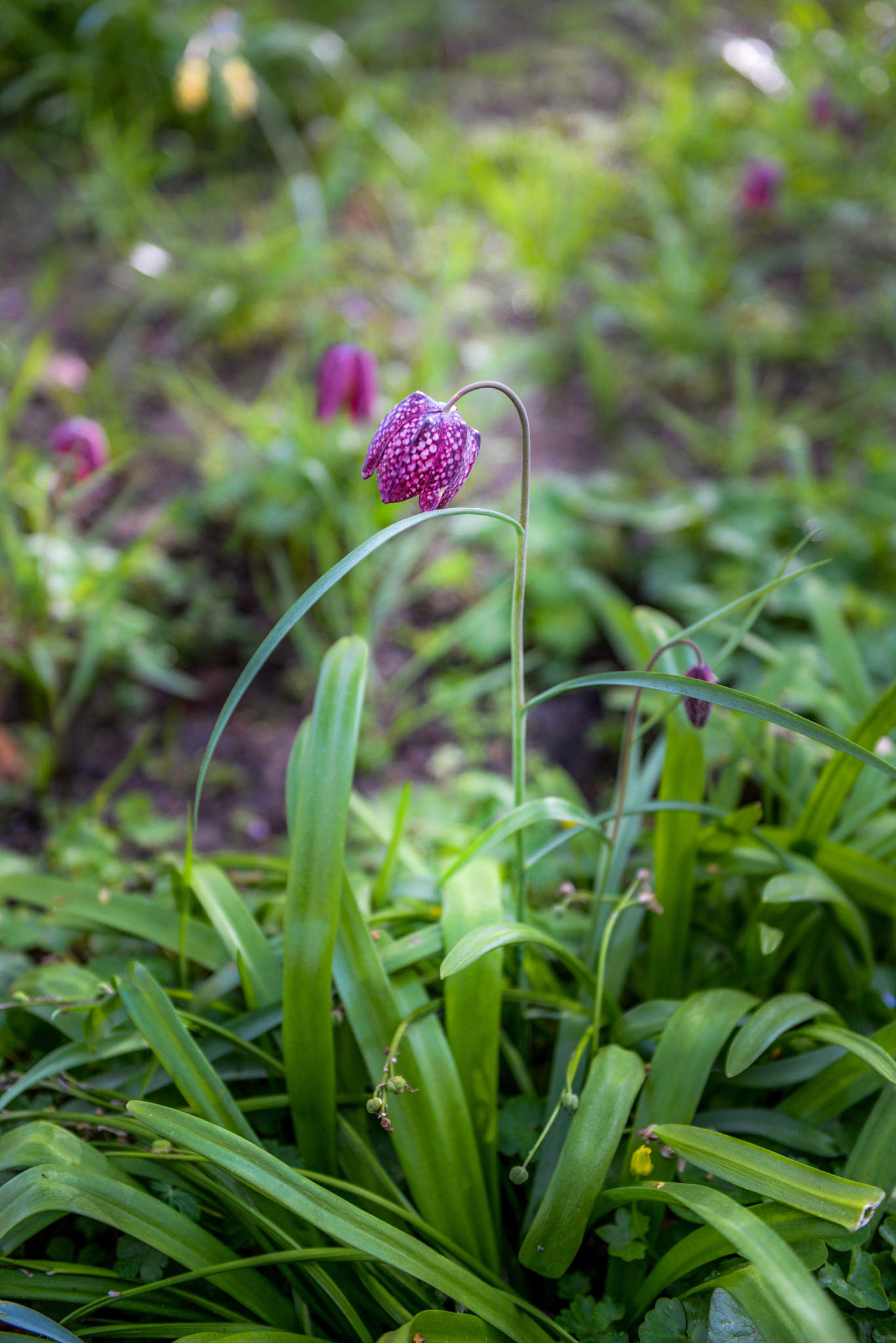 amsterdam flowers