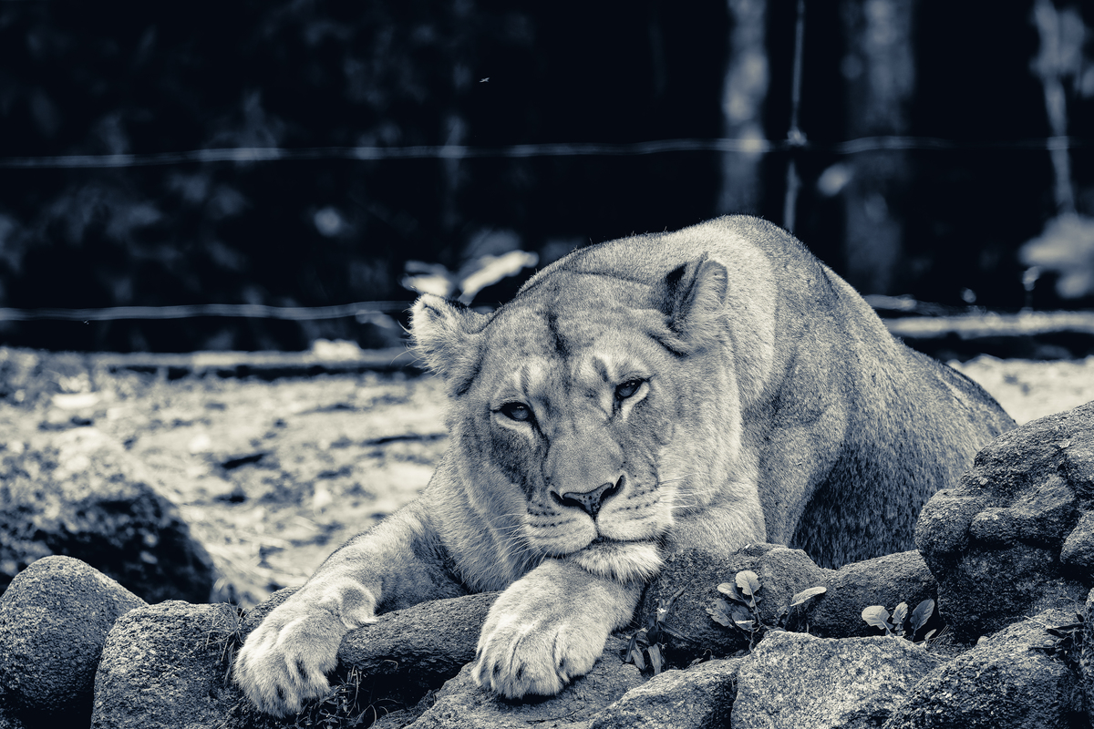 chatGPTHello! How can I assist you today狮虎兽的诞生记录您的提问过于频繁了请歇一会吧狮虎兽的诞生记录抱歉我不太明白您的问题。您能否提供更多信息或背景信息让我更好地回答您的问题？狮虎的诞生记录