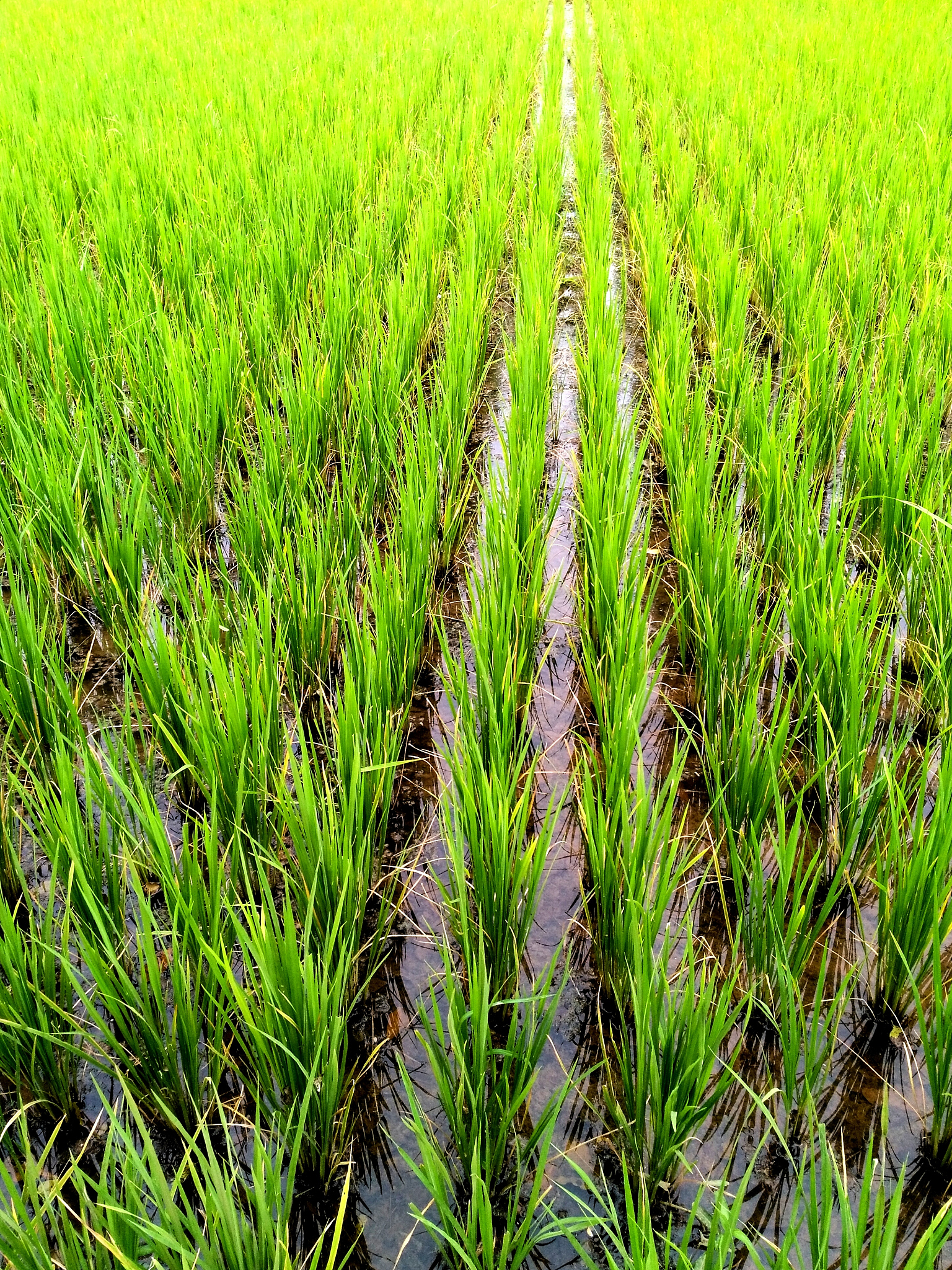 西安长安区小麦虫害防治需求调查：农户呼吁政府支持