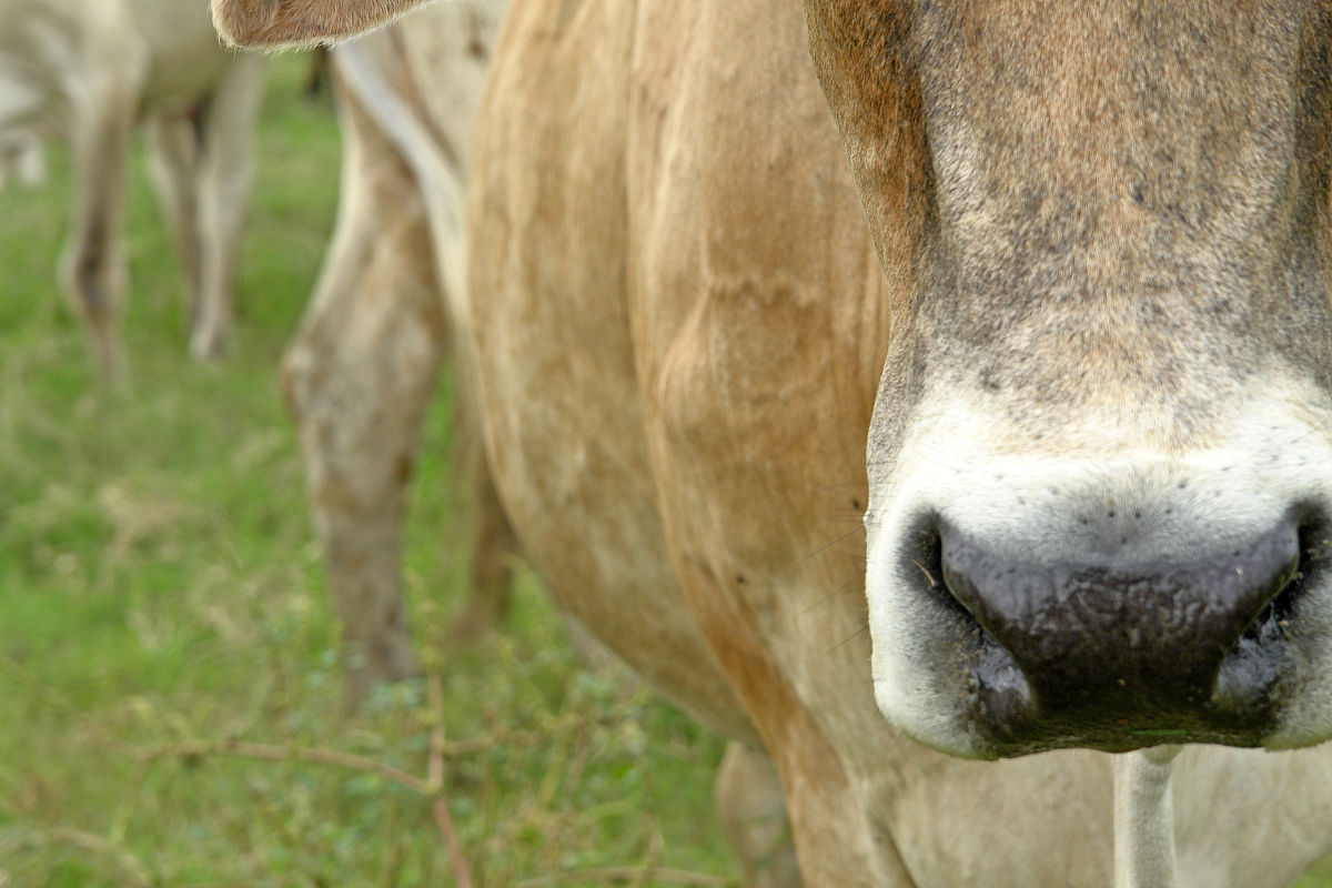 这种牛现在精子都尾巴都歪了呢还倒着走帮我用200字详细描述