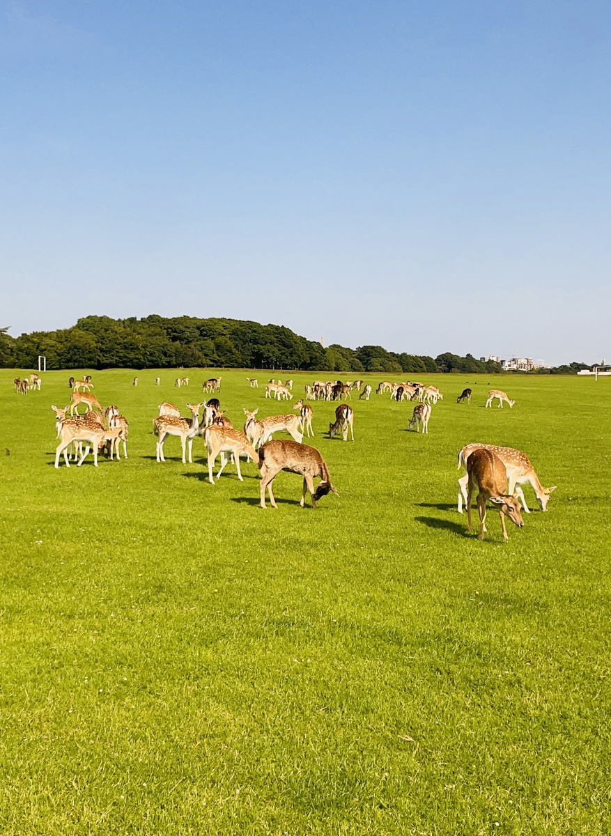 草原放牧策略研究：保护生态环境，实现可持续发展