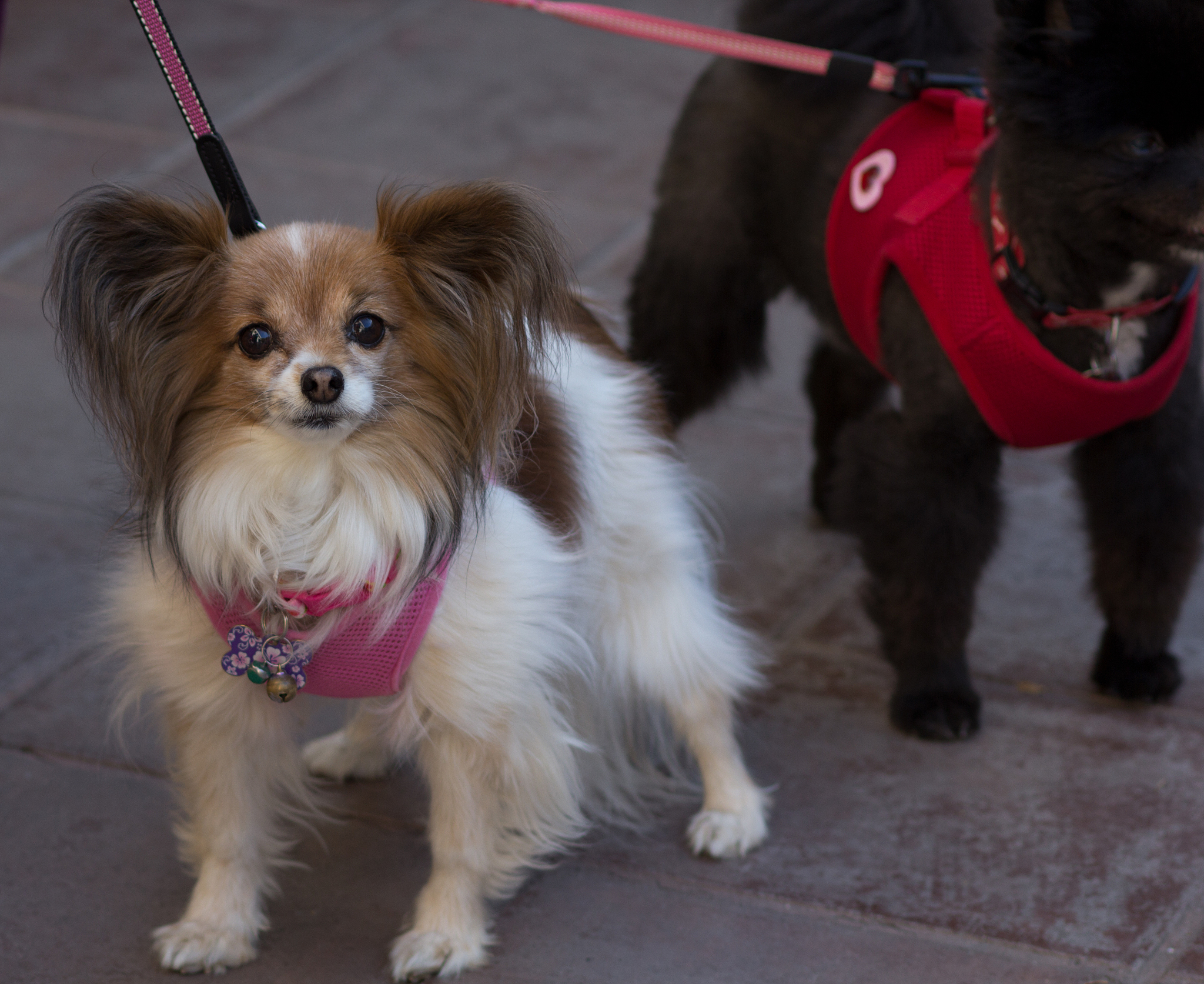 狗品种大全：常见犬种介绍及图片