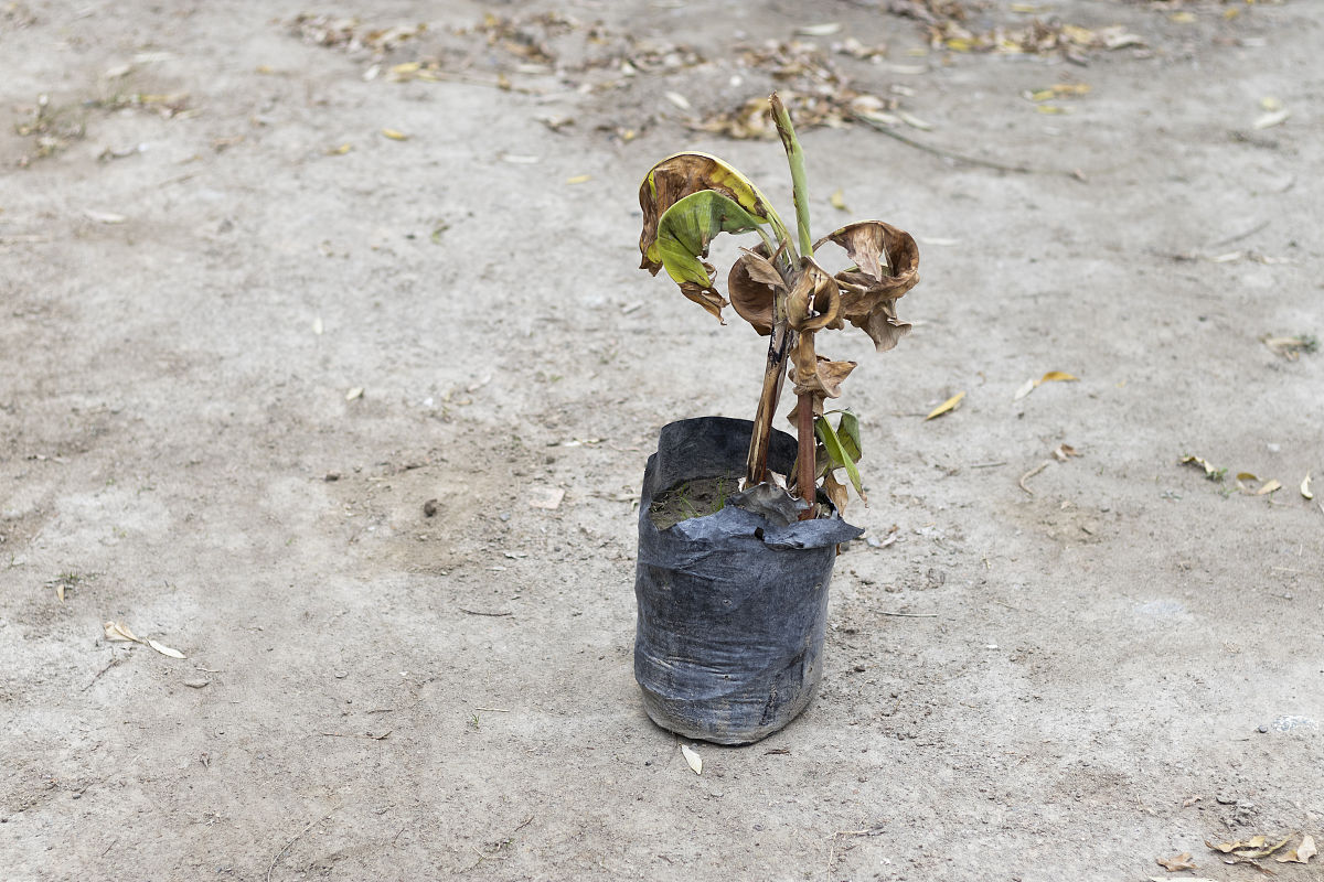 山荆子扦插繁殖：方法、时间和注意事项