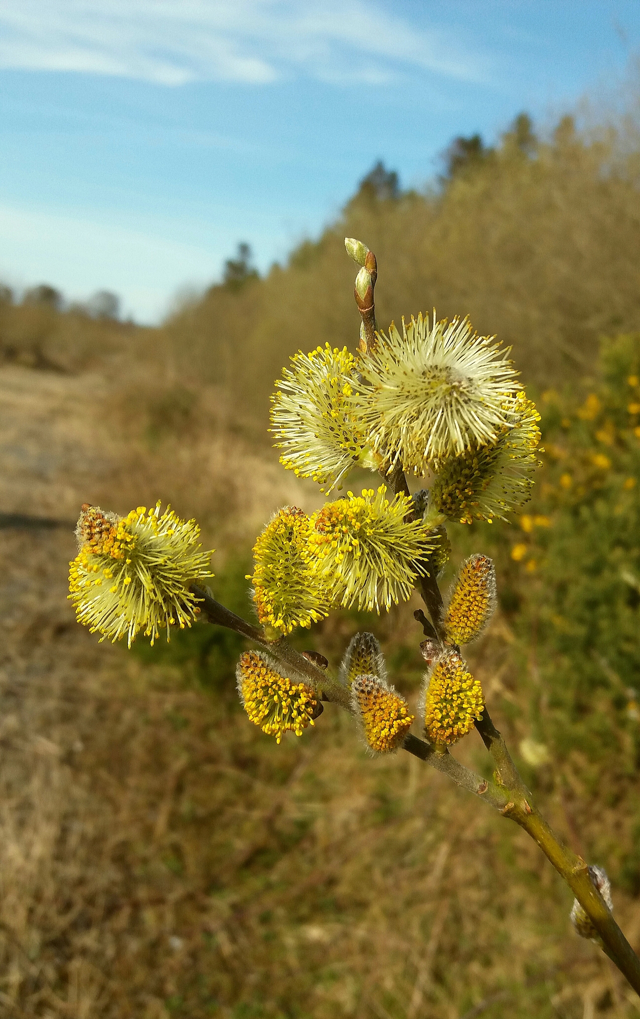 catkins on branch. first signs of spring
