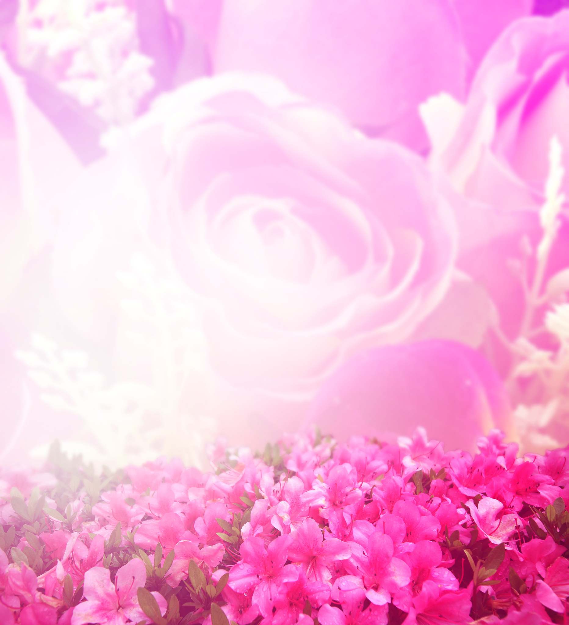 赞美粉红色花朵的句子：浪漫优雅，怦然心动