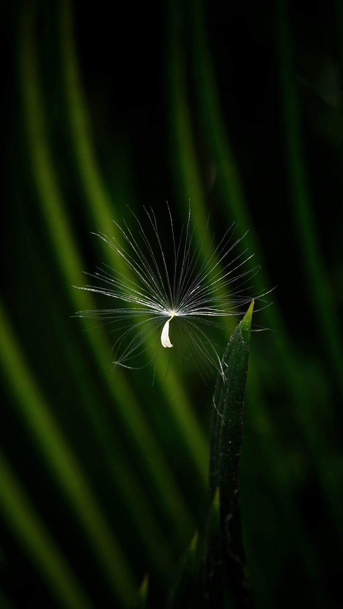 蒲公英茶的做法：在家轻松制作一杯健康饮品