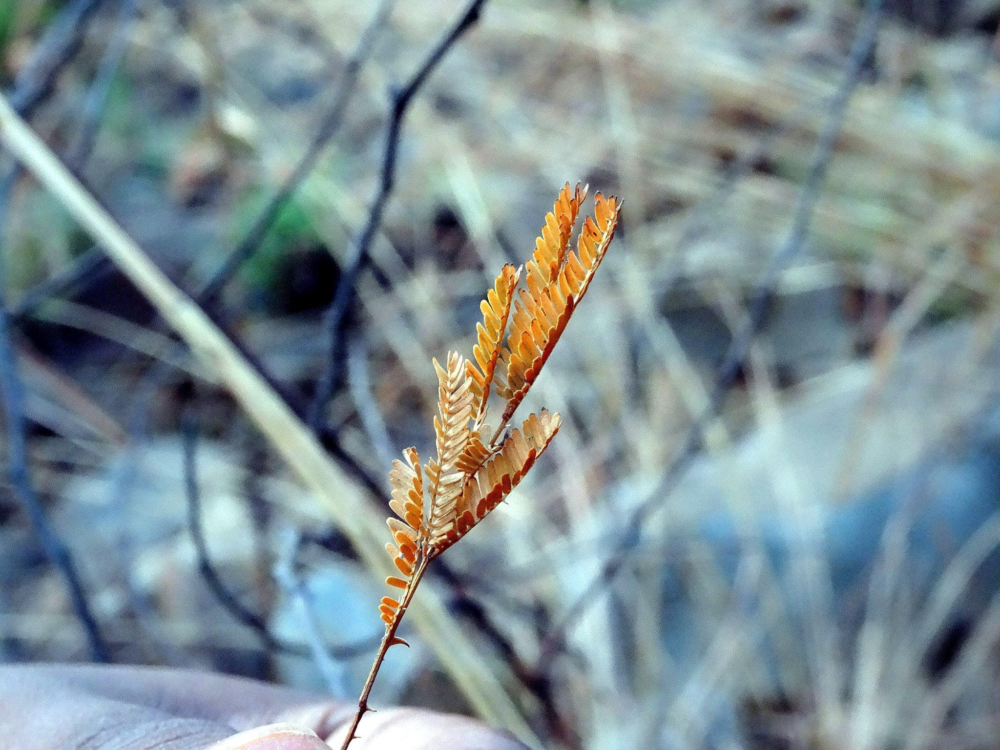 不同施氮量和密度对高粱LAIBiomassYield动态的影响