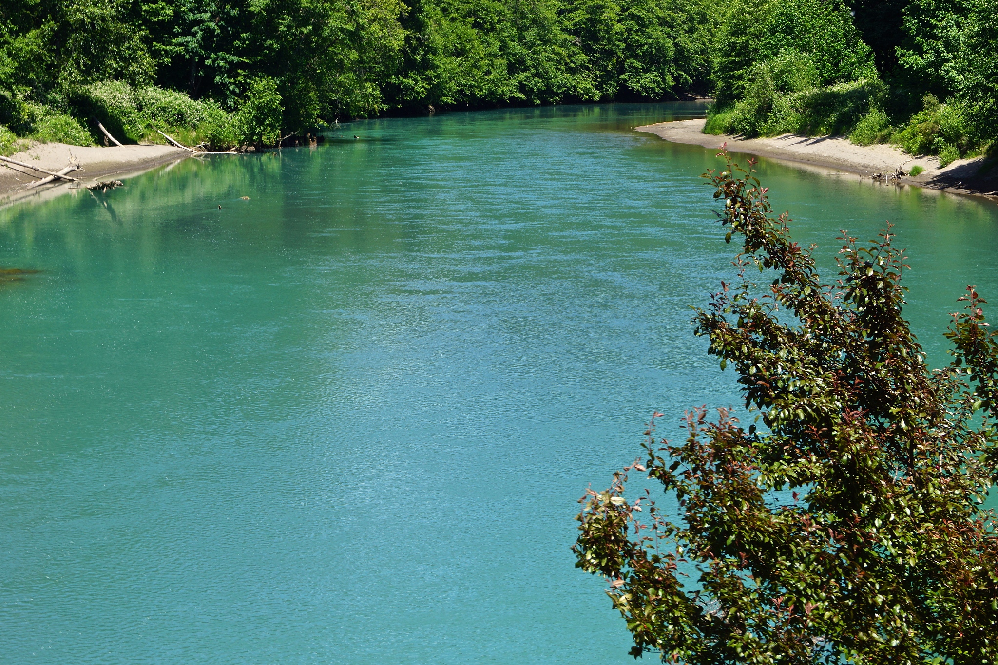 cowlitz river