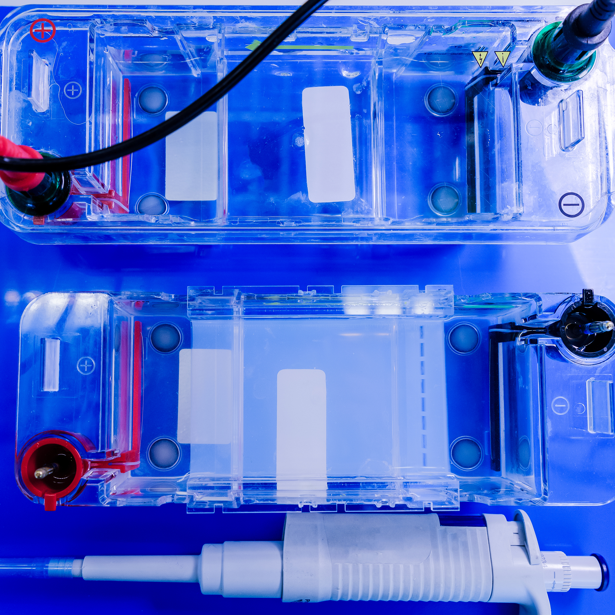 蛋白质电泳前处理：为什么要使蛋白质变性？