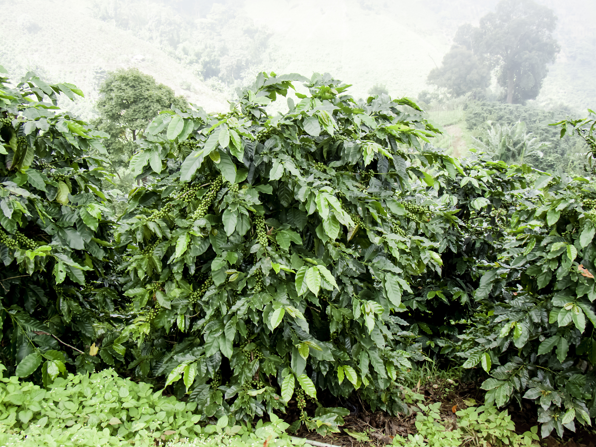 tree coffee