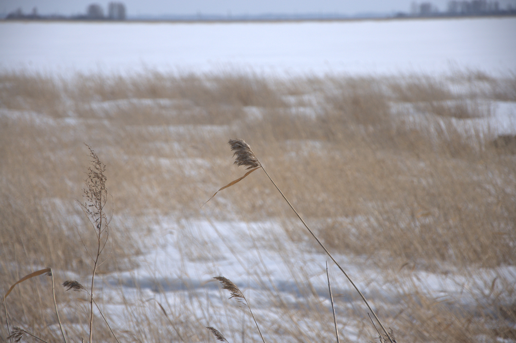 “蒹葭苍苍，白露为霜”是文言文还是白话文？