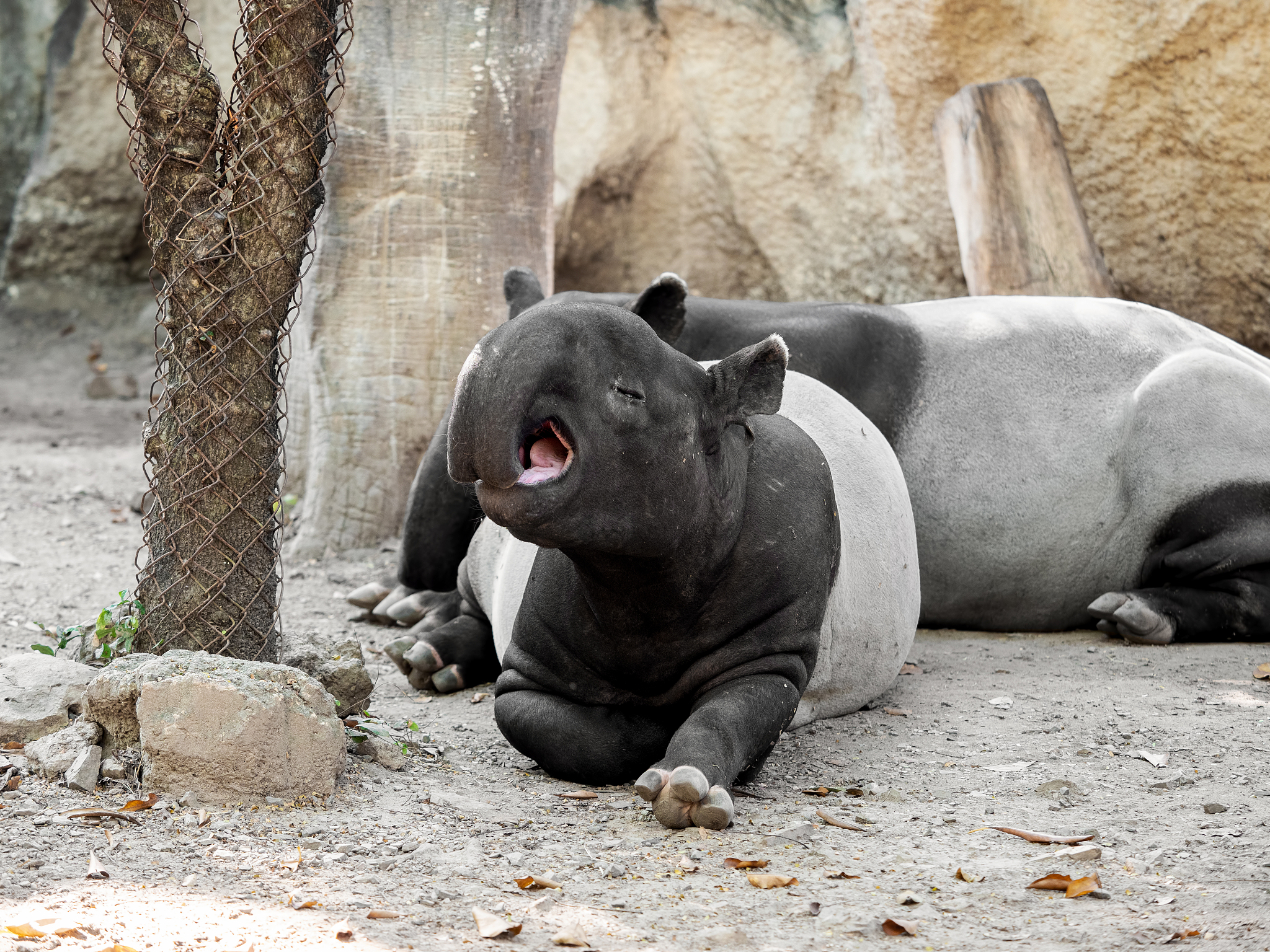 lovely moment of  malayan tapir is yawning
