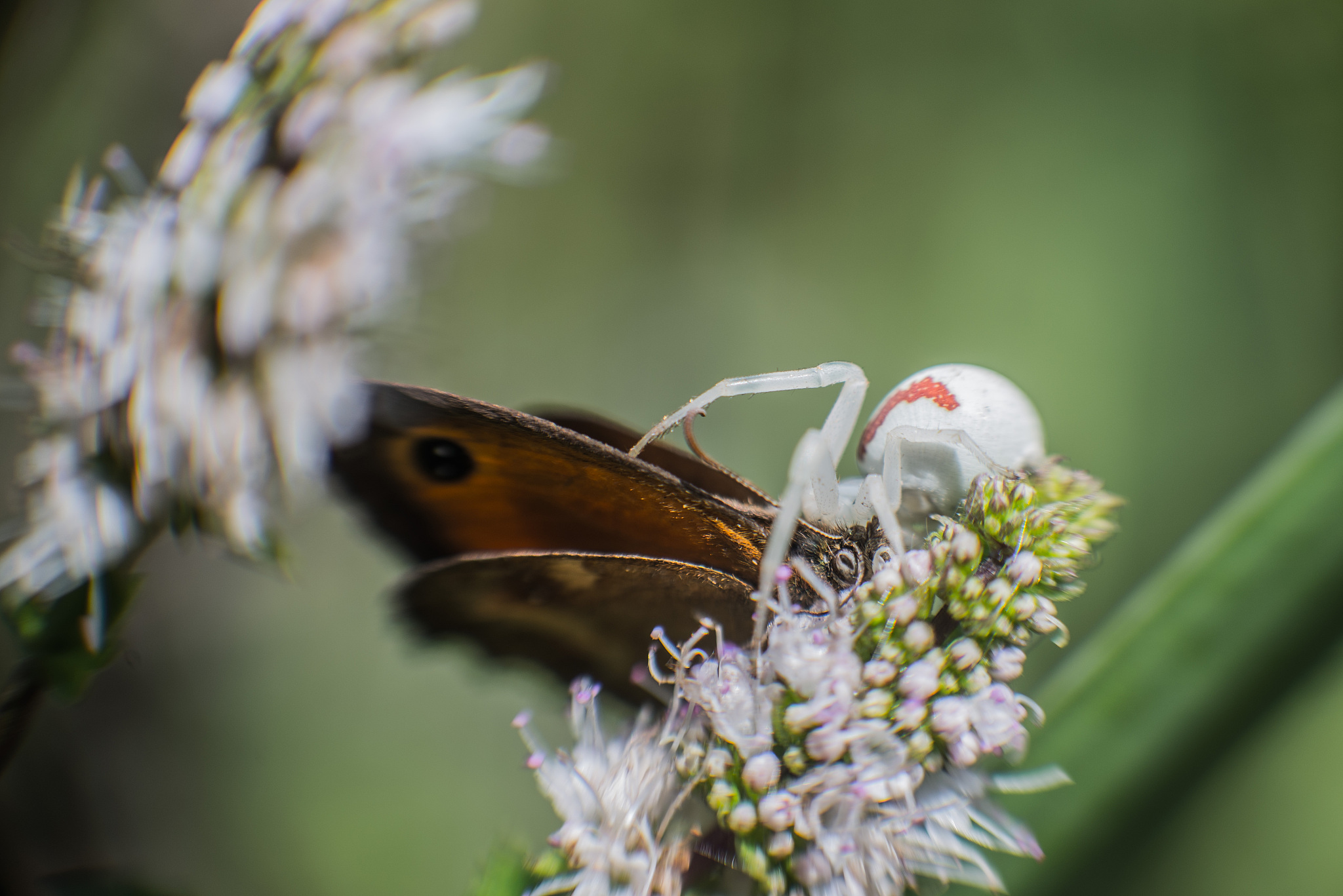 spider vs butterfly #02