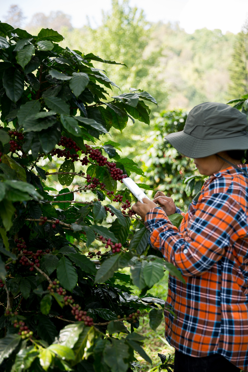 农科院黑咖啡直播：探索黑咖啡的种植、制作和奥秘