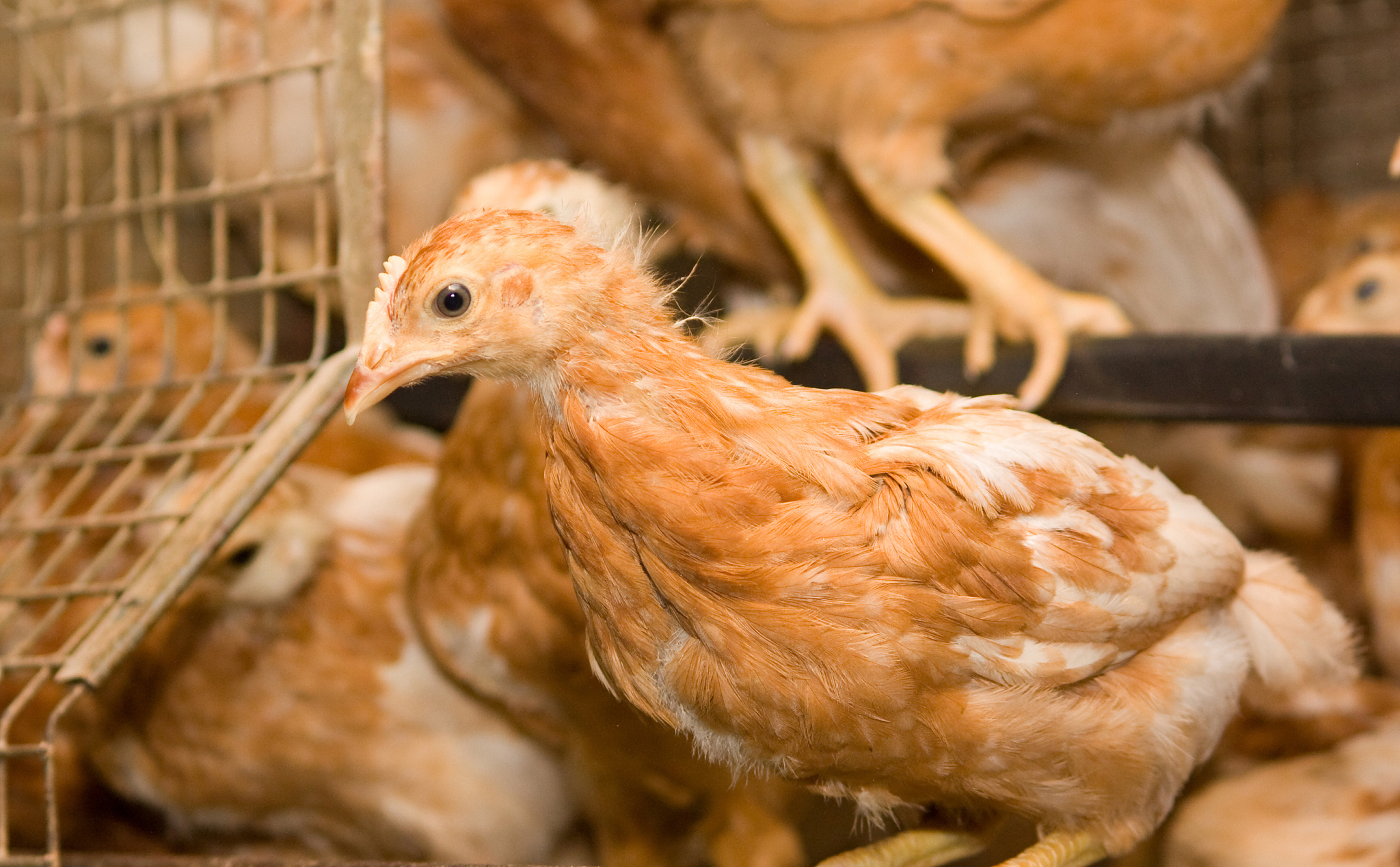 BRITISH POULTRY SCIENCE: 禽类科学研究期刊范围