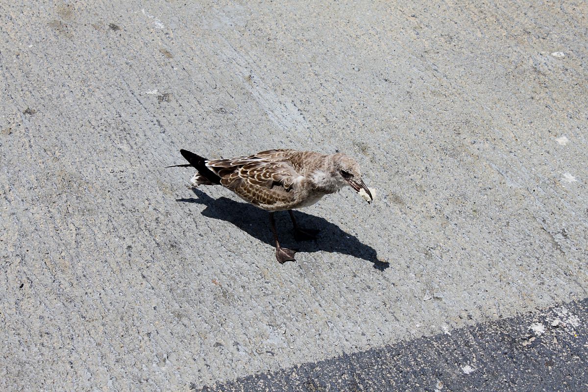 老麻雀：勇气与毅力的化身 - 300字仿写