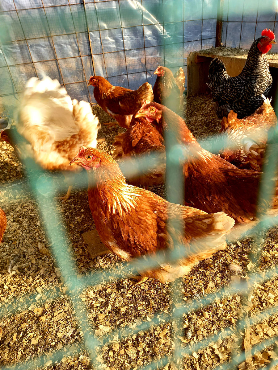 皖南三黄鸡基因组解析：与普通鸡有何不同？