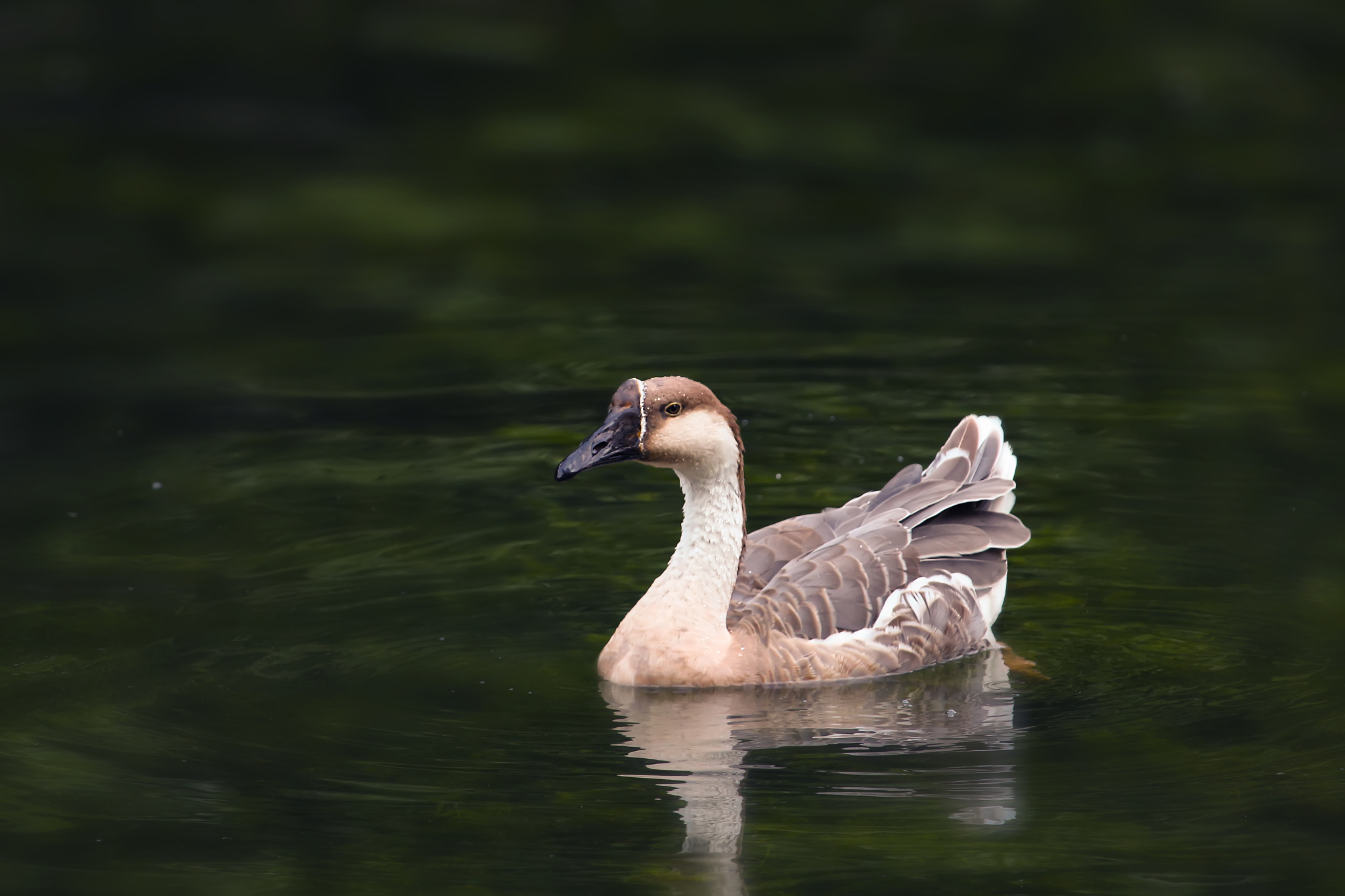 翻译： Goose goose goose with a curved neck singing towards the sky White feathers float on the green water while red palms stir the clear waves
