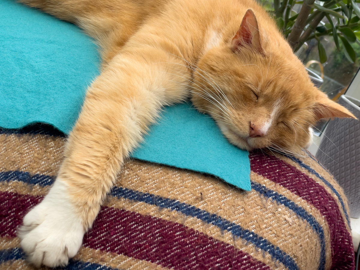 猫猫踩奶和呼噜，为什么让人感觉特别舒服？