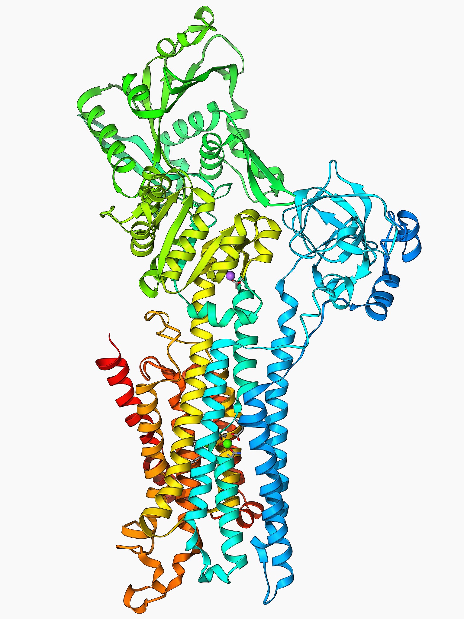 描述脂质翻转酶的作用与机制