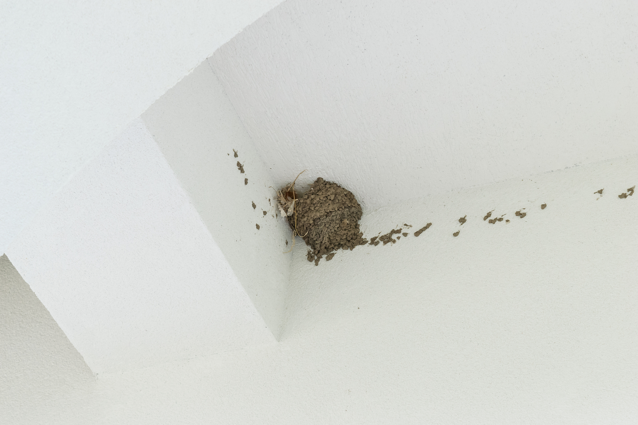 empty swallow bird nest on new white house facade