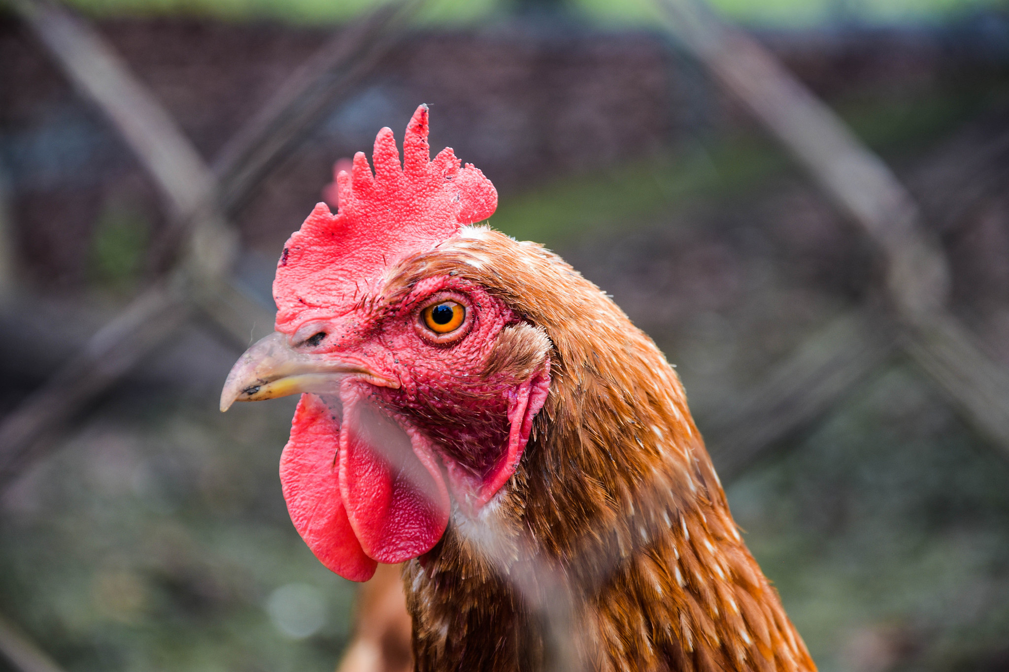 chicken