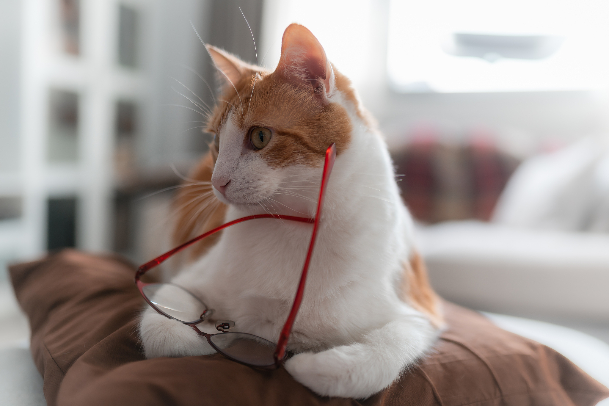 close up. brown and white cat with yellow eyes plays with pair o