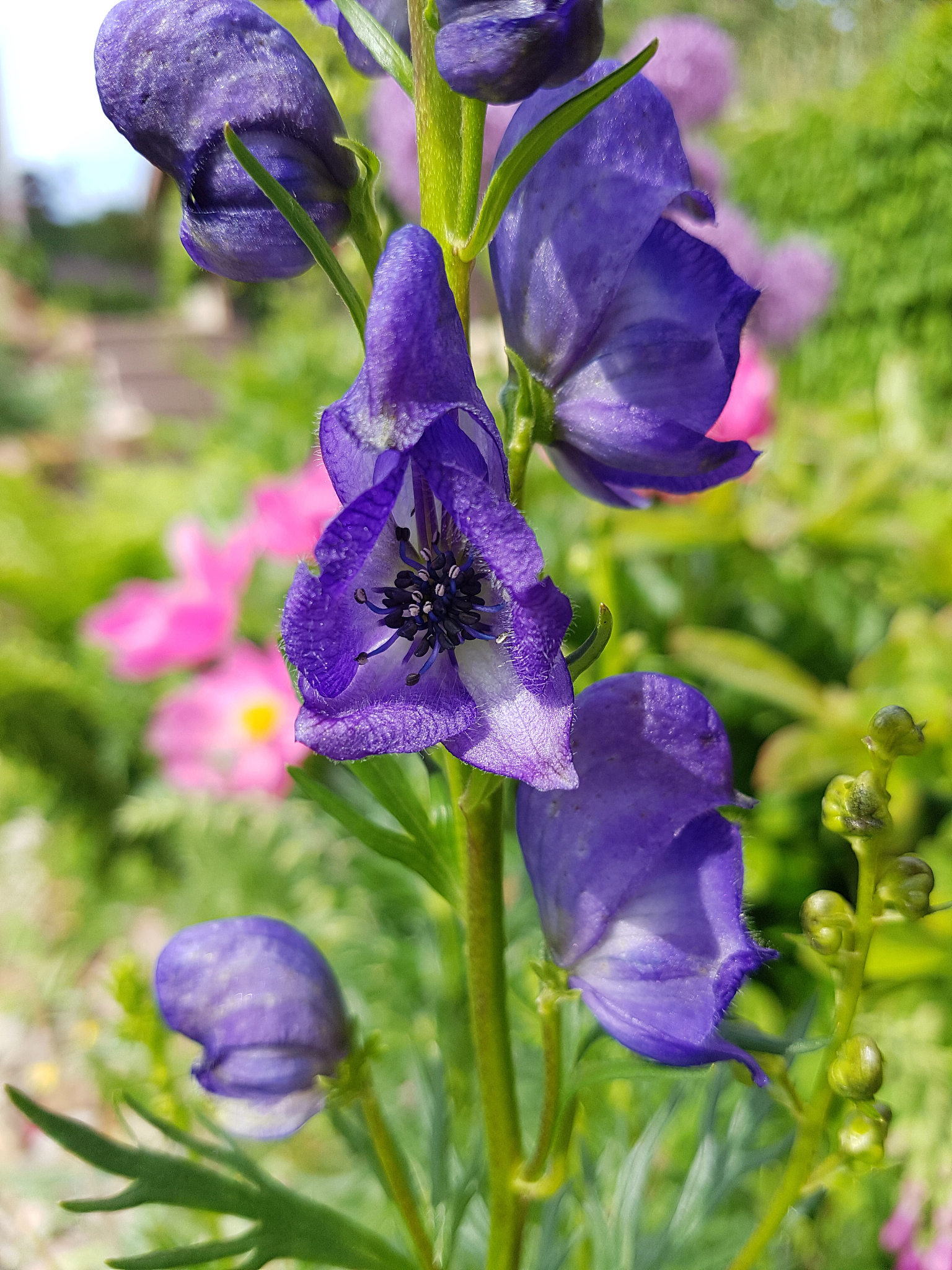 如何辨别植物、蔬菜、草药是否有毒？