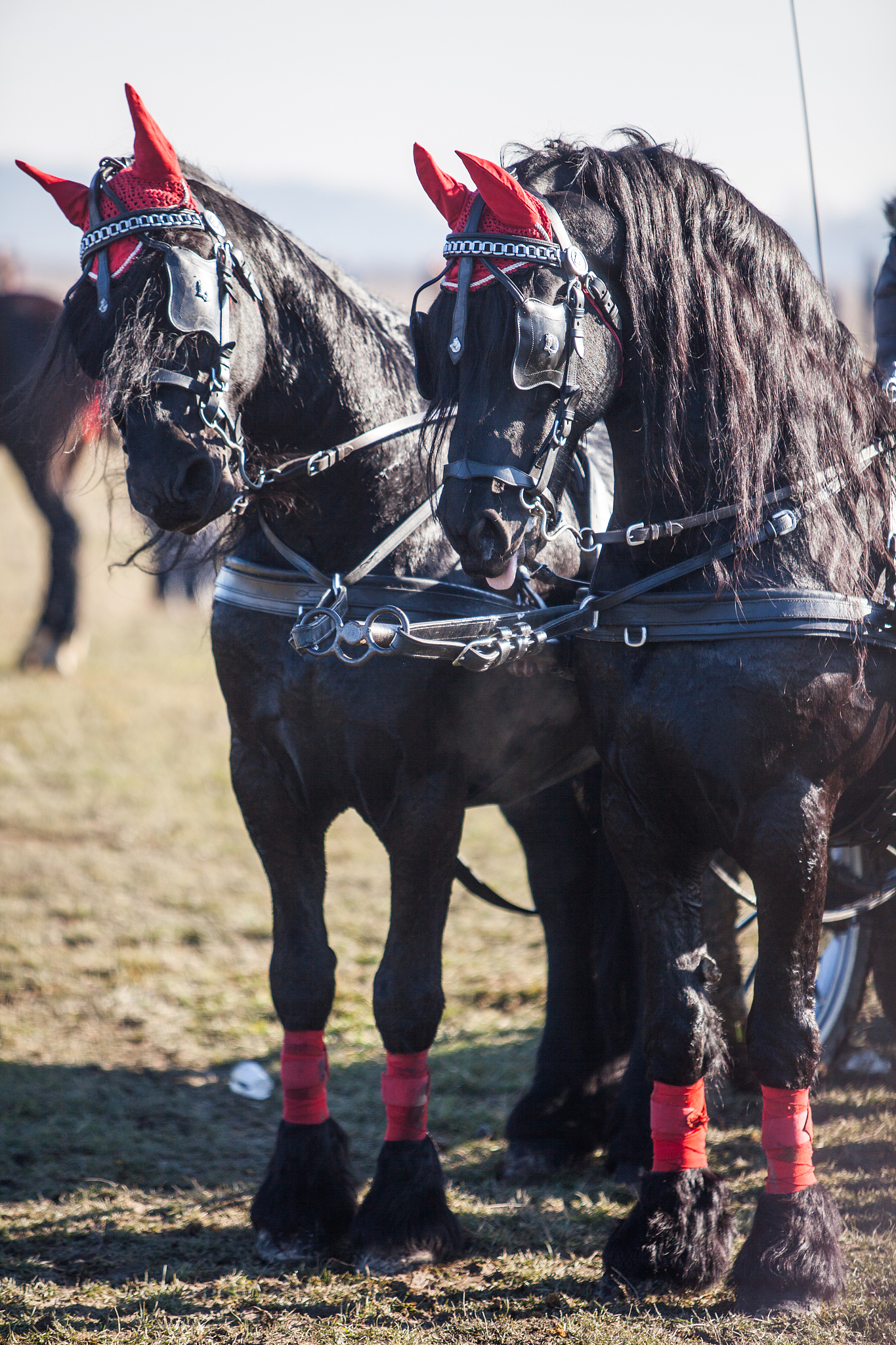 horses with decorated reins