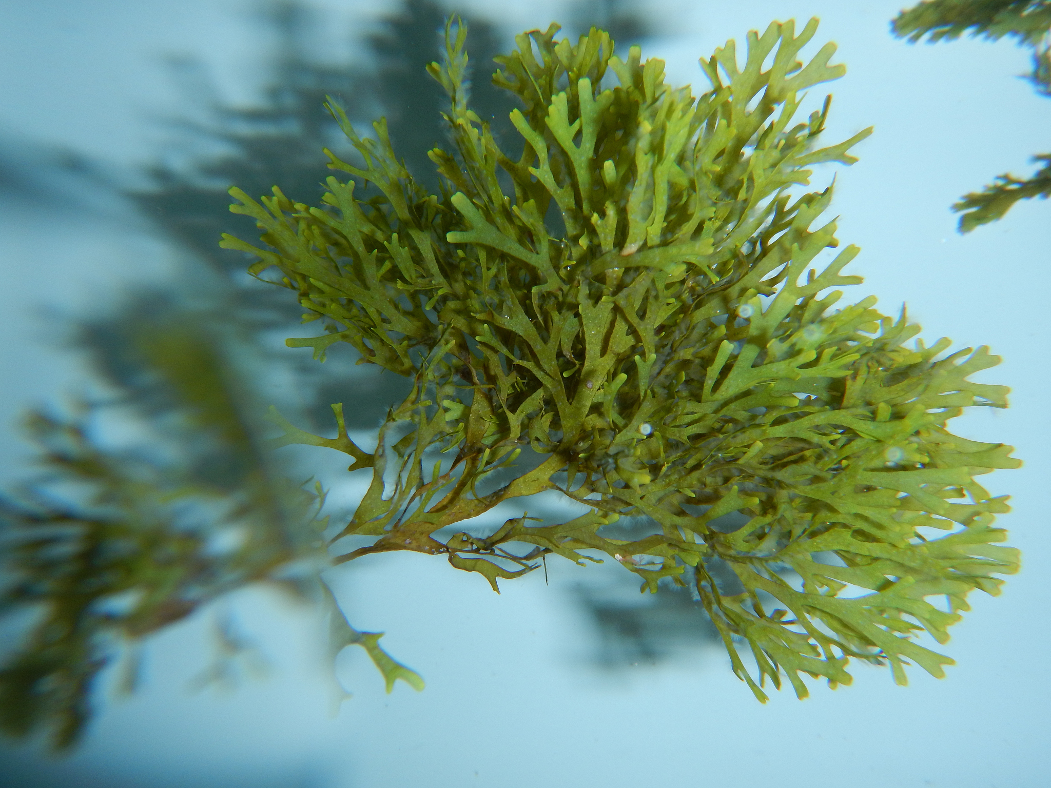 seaweed