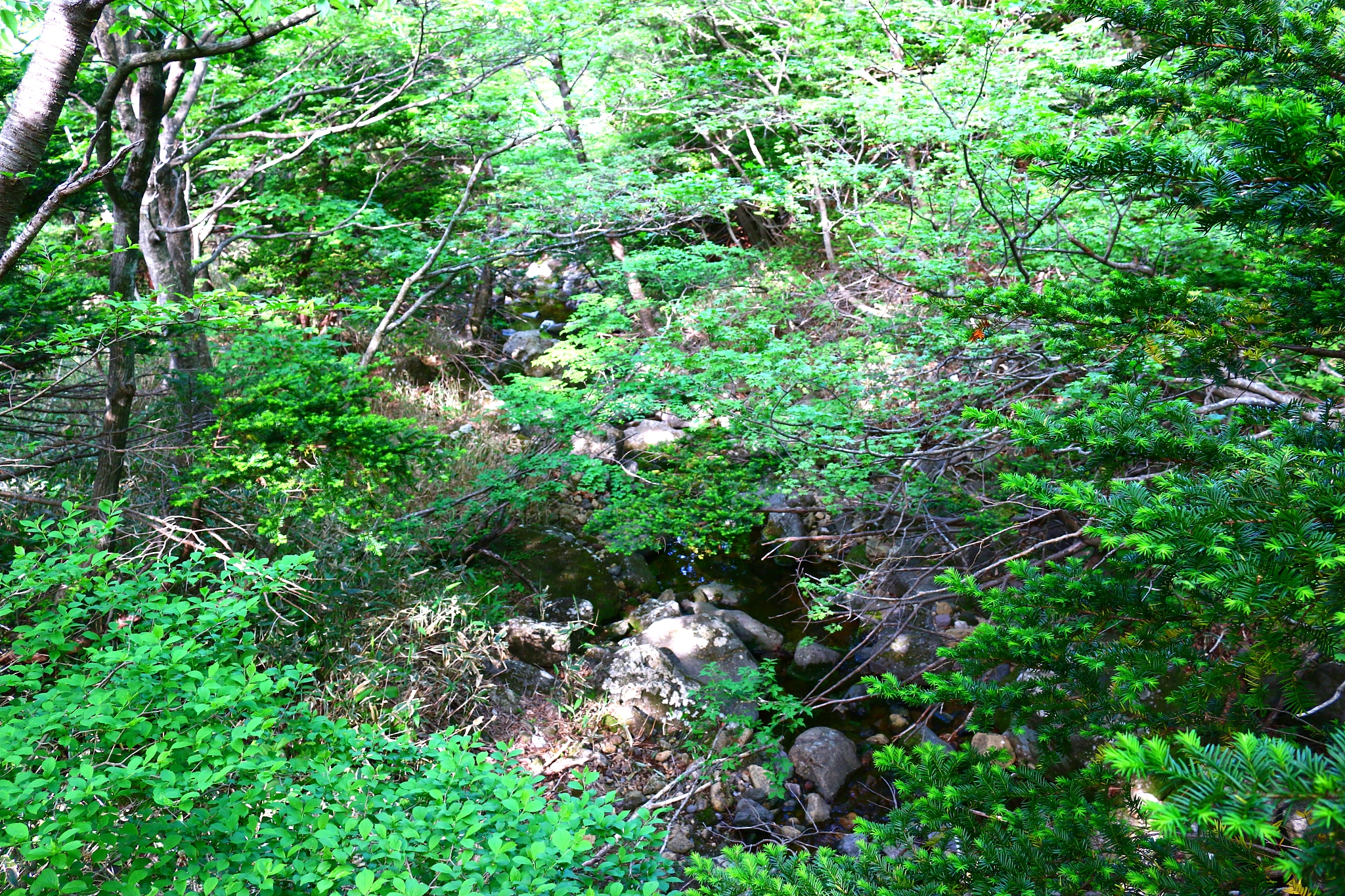 hallasan, mountain, mountain, mountain, forest, mountain, forest