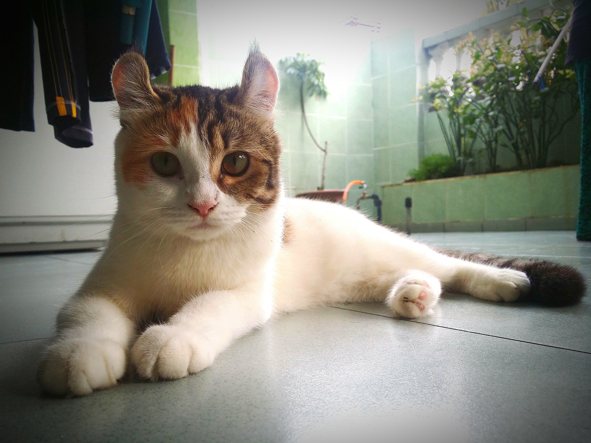 为什么小猫咪喜欢玩球？