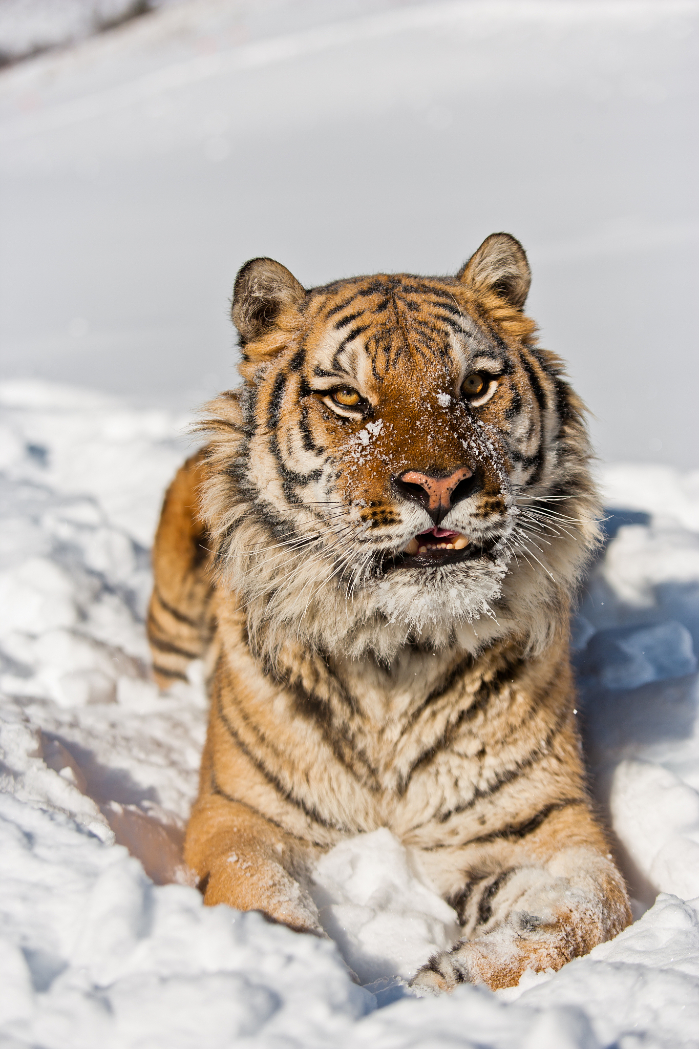 牛羊成群唯猛虎独行