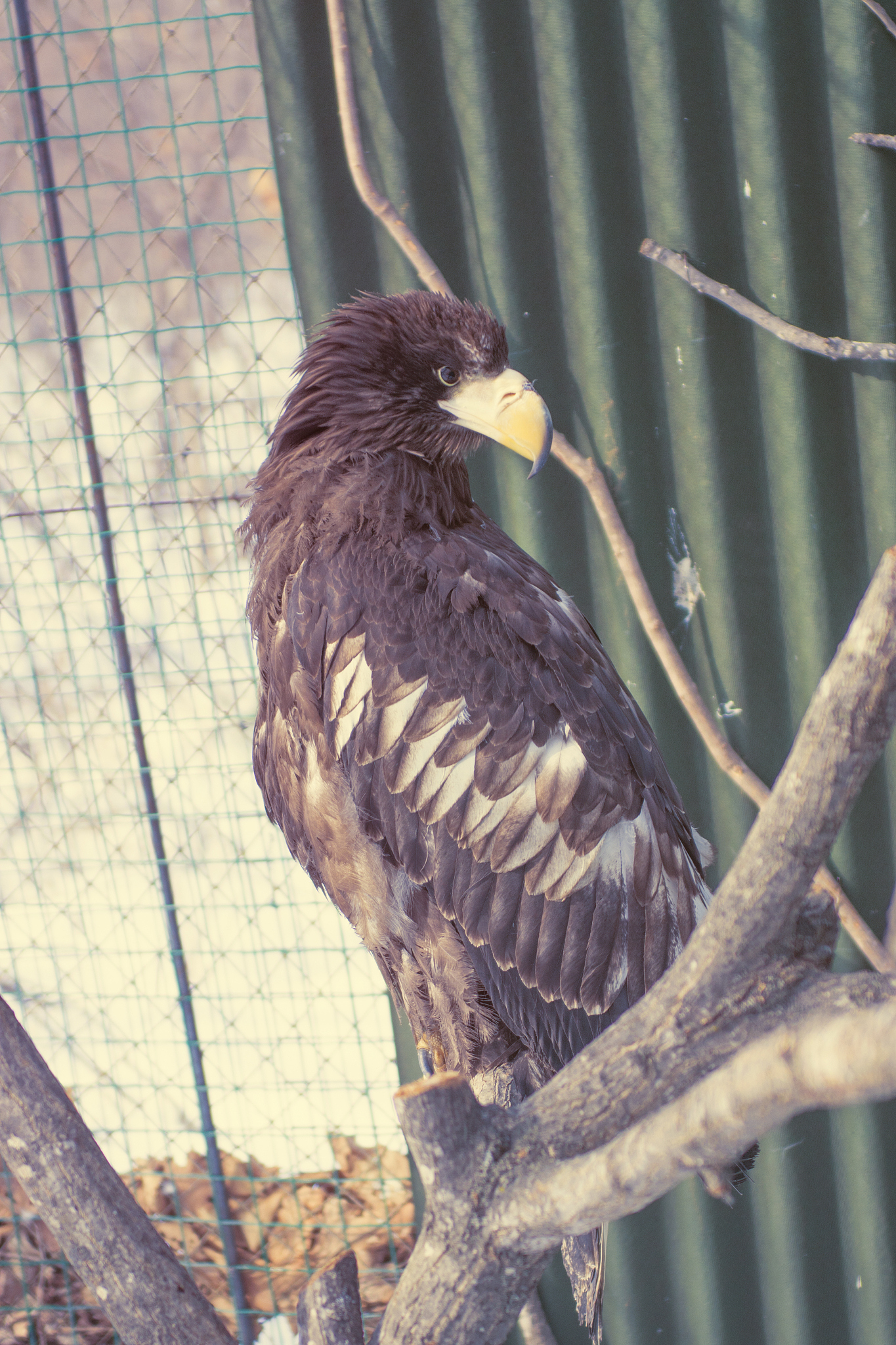 Strongest & Biggest Bird: Mighty Eagle vs. Longneck, Shortview, Billy