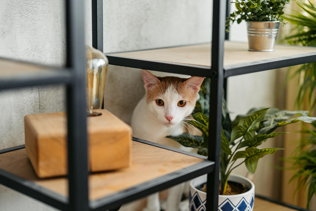 😻铲屎官必看！10个小红书爆款标题，助你俘获猫主子芳心！