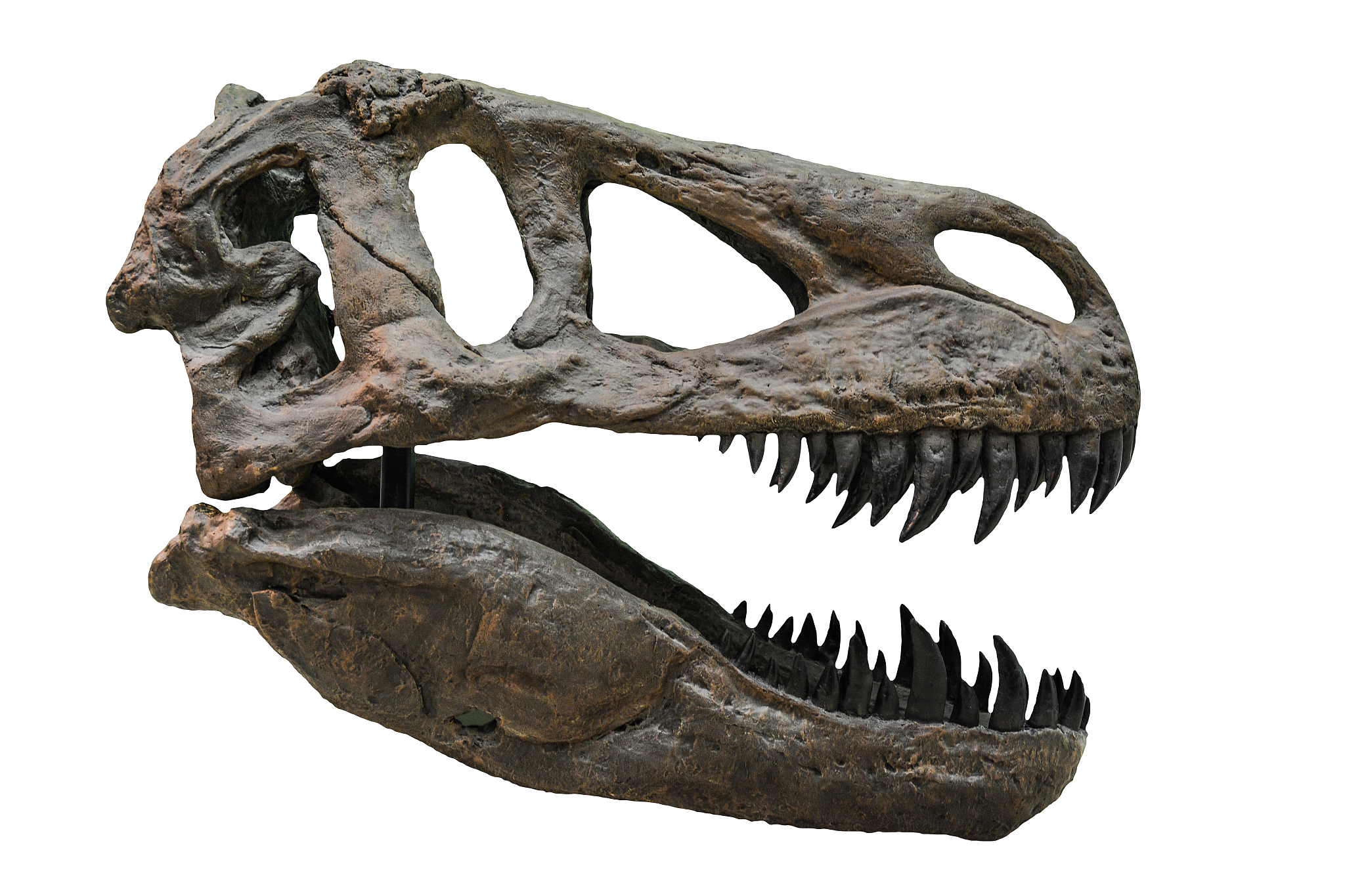 close-up of a dinosaur skull