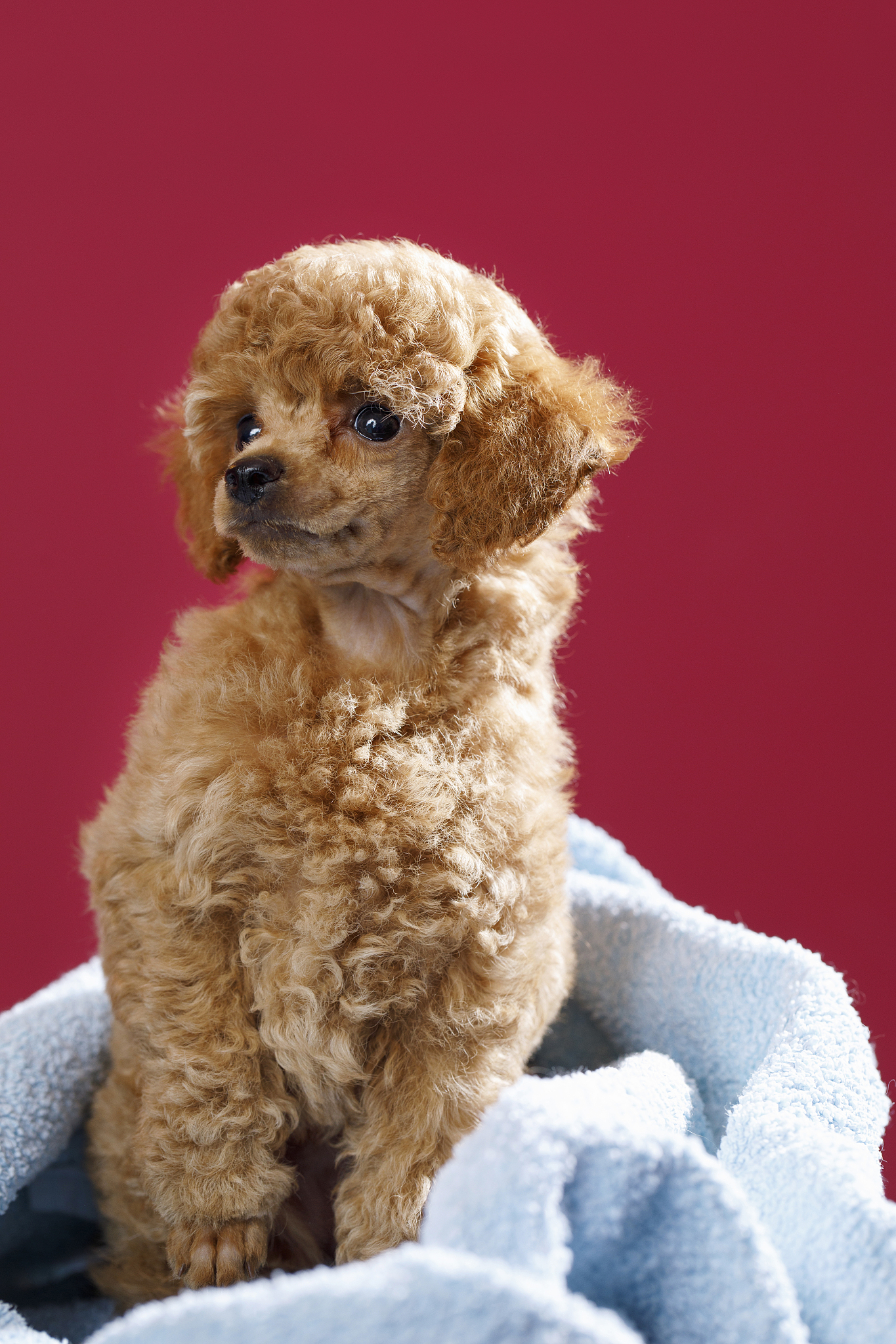 成都希望职业学校宠物养护与经营专业怎么样？热门专业解析