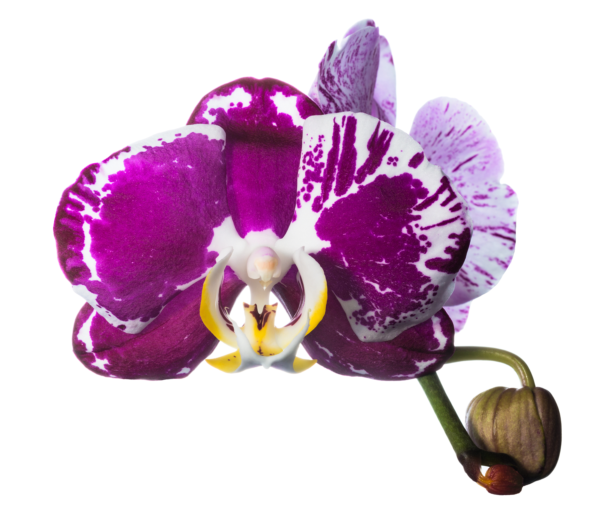 润色以下句子：只见菜种派出的其中一只小精灵它的身体被两片交叉的紫色花瓣包裹着下边露出了深粉色的脚头上还覆盖着一片绿色的叶萼。紧闭的紫色花瓣中泄露而出极其芬芳的香气十分文静的站立在原地。