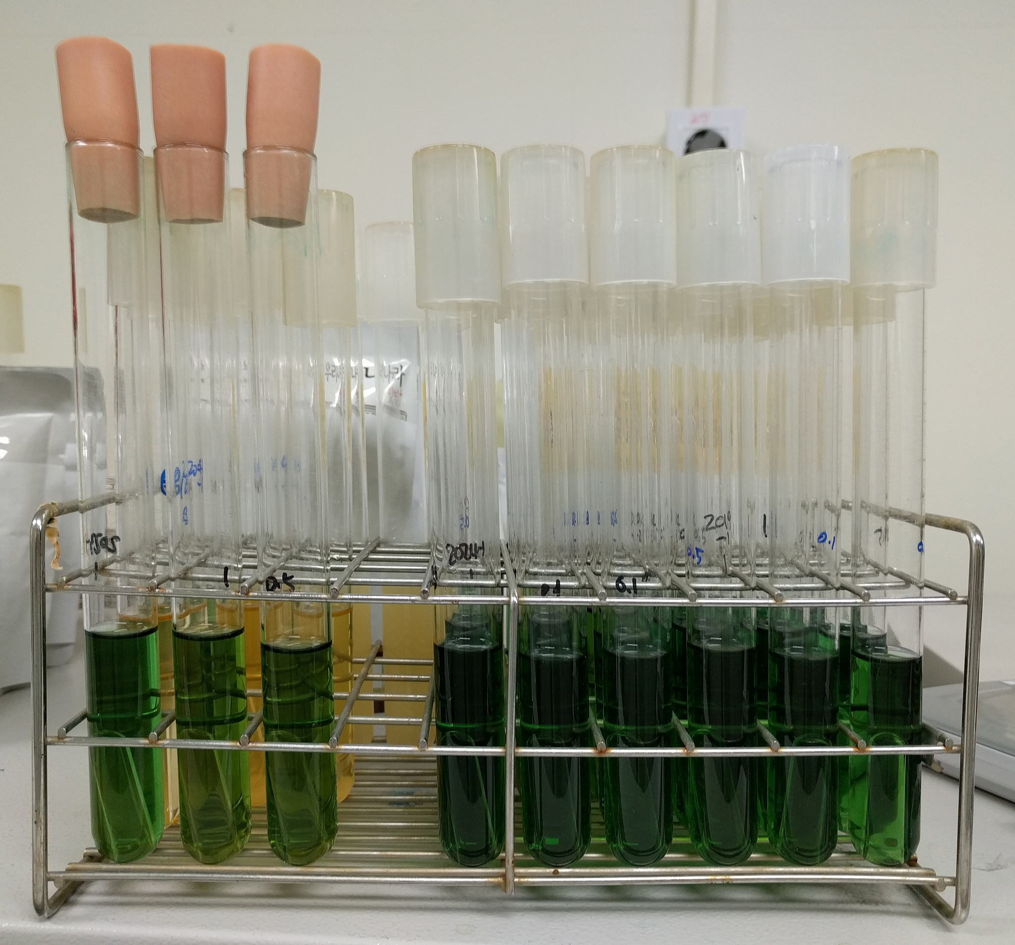 乌梅组织培养技术详细操作流程：从母液配制到药效实验