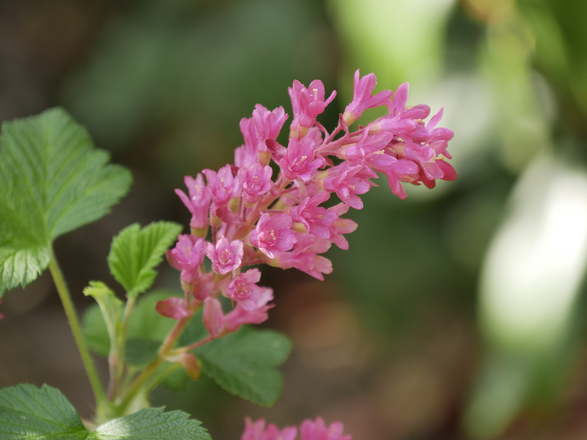 rote blüte